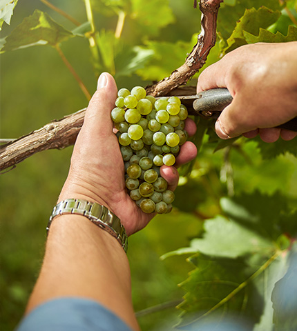 activite-4 Récolte manuelle de raisins blancs au Vignoble Montvinea, illustrant un travail de vendange traditionnel au cœur des vignes.