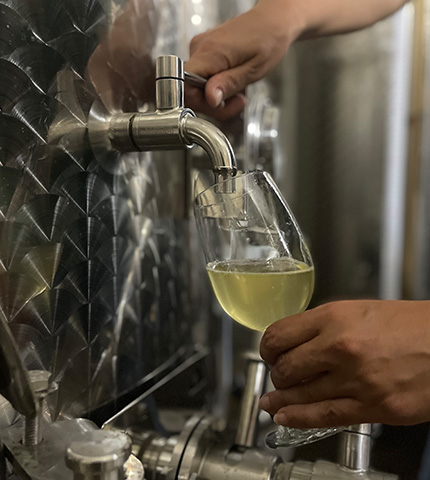 cuverie Vin blanc du Vignoble Montvinea tiré directement d’une cuve inox, illustrant le savoir-faire artisanal et la fraîcheur des cuvées en cours d’élaboration.
