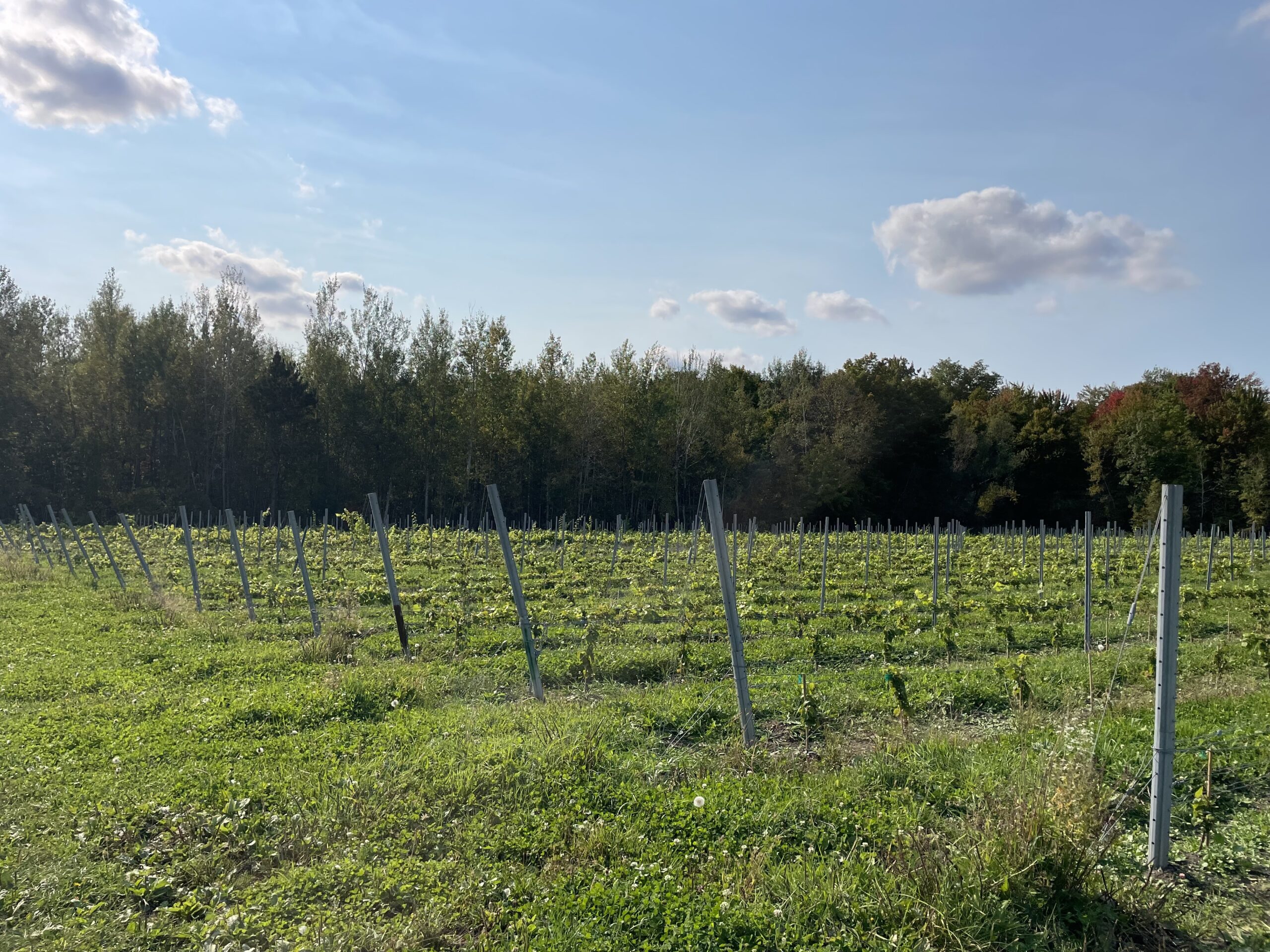 Vue panoramique sur vignoble Mont-Saint-Hilaire. Plantation vignes cépages Vitis Vinifera